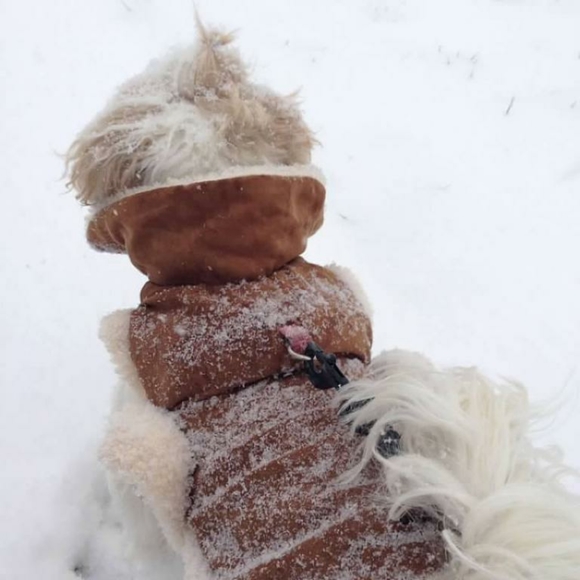 Dog booty & jacket - Picture 6 of 6